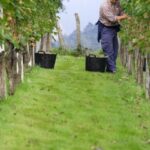 Discover the Essence of Txakoli Wine from San Sebastian - Scenic Coastal Towns: Getaria or Hondarribia