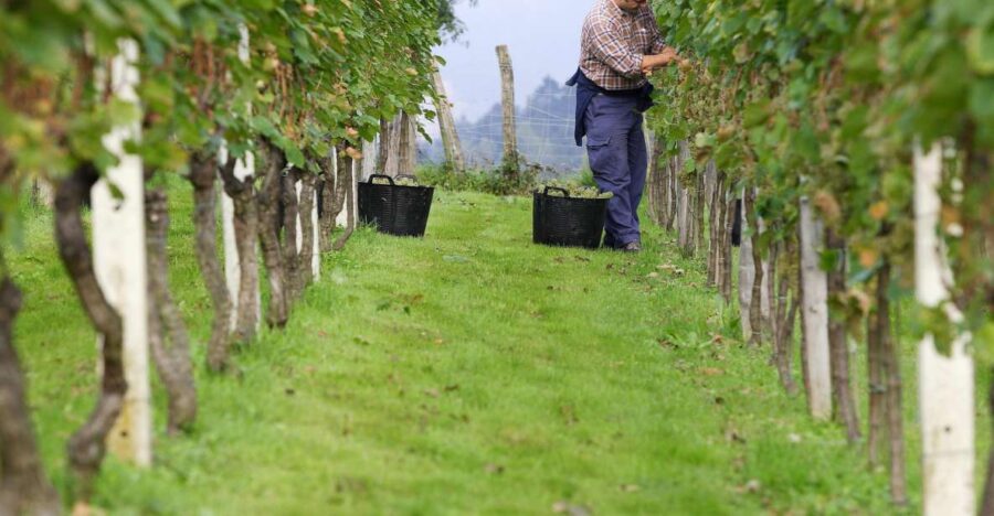 Discover the Essence of Txakoli Wine from San Sebastian - Scenic Coastal Towns: Getaria or Hondarribia