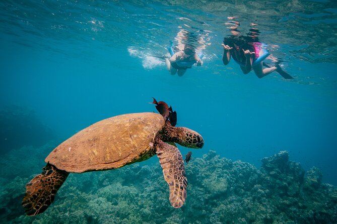 Discover the Magic of Coral Gardens Turtle Town - Maalaea Harbor - The Cozy Winona Catamaran and Its Intimate Atmosphere