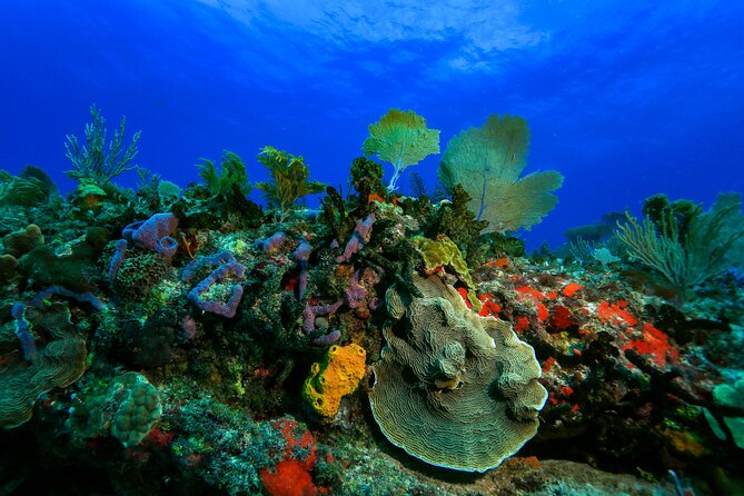 Discovery Scuba Diving !! - Location and Meeting Point at Puerto Morelos