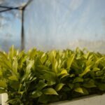 Discovery Tour of Sorrento Lemon in Massa Lubrense - What Makes the Discovery Tour of Sorrento Lemon Special