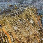 Dive Baptism 1 Dive In Tenerife 3,5h - Starting Point and Tour Schedule in Tenerife