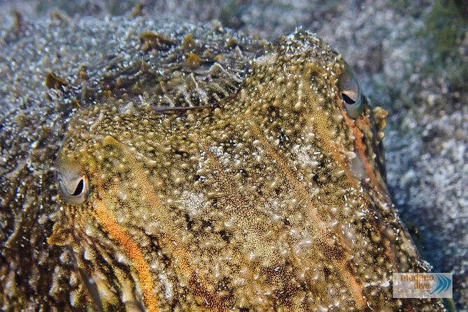 Dive Baptism 1 Dive In Tenerife 3,5h - Starting Point and Tour Schedule in Tenerife