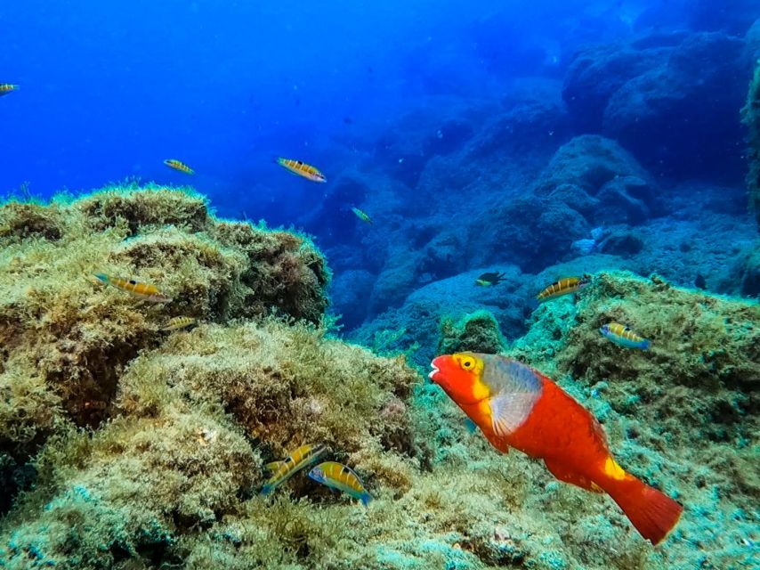 Diving at Lanzarote - 2 guided dives for certified divers - Lanzarote’s Volcanic Underwater Landscapes and Marine Diversity