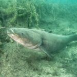 Diving Bled - Meeting Point and Tour Schedule in Bled