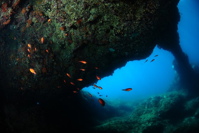 Diving guided by the Diving Center (with full equipment) - Guided Dives in the Natural Bay in Front of Ionian Pro-Dive Catania
