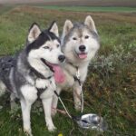 Dog Sledding and Mushing Experience by Siberian Husky in Iceland - What to Expect During the Summer Mushing Tour