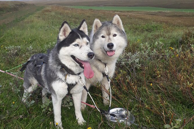 Dog Sledding and Mushing Experience by Siberian Husky in Iceland - What to Expect During the Summer Mushing Tour