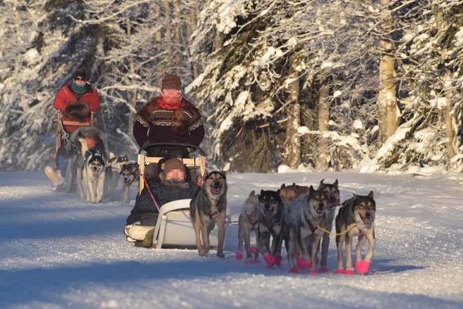 Dog Sledding and Mushing Experience in North Pole - The Mushing Trail: Five Miles of Snowy Adventure