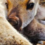 Dog Sledding & Animal Adventures  Anchorage Pickup - 1. Dog Sled Ride: Authentic Mushers and Hands-On Mushing