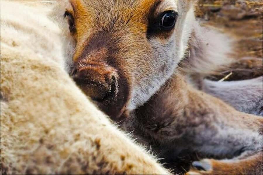 Dog Sledding & Animal Adventures  Anchorage Pickup - 1. Dog Sled Ride: Authentic Mushers and Hands-On Mushing
