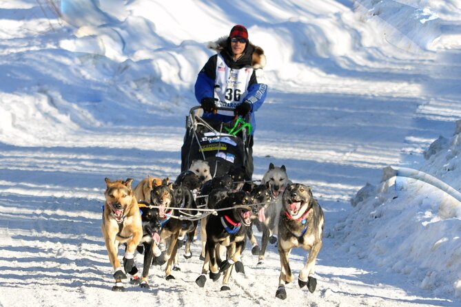 Dog Sledding with Alaskan Huskies - Starting Point at Big Lake’s Visitor Center