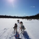 Dogsled Adventure Kiruna - The Unique Experience of Sled Dog Driving and Riding