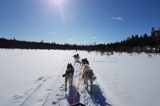 Dogsled Adventure Kiruna - The Unique Experience of Sled Dog Driving and Riding