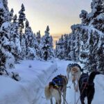 Dogsled Rides - Exploring the Scenic Trail Through Borealis Forest