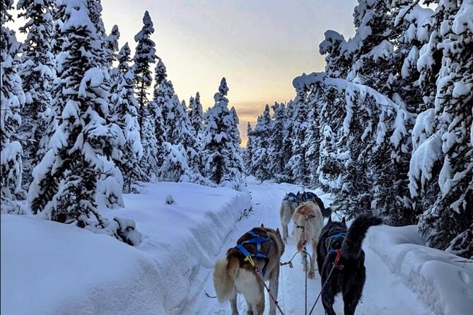Dogsled Rides - Exploring the Scenic Trail Through Borealis Forest