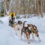 Dogsledding Upper Laurentians near Mont-Tremblant - The Perfect Length for a Winter Adventure