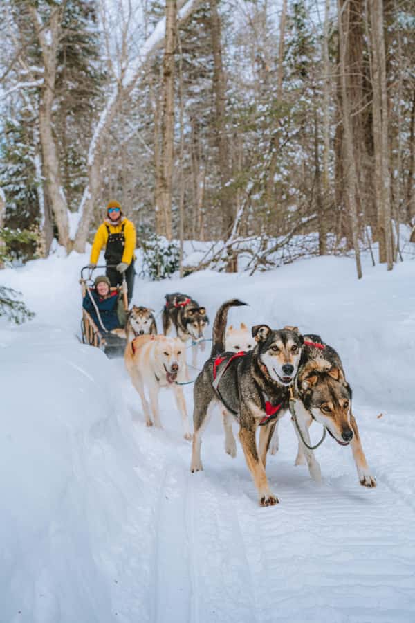Dogsledding Upper Laurentians near Mont-Tremblant - The Perfect Length for a Winter Adventure