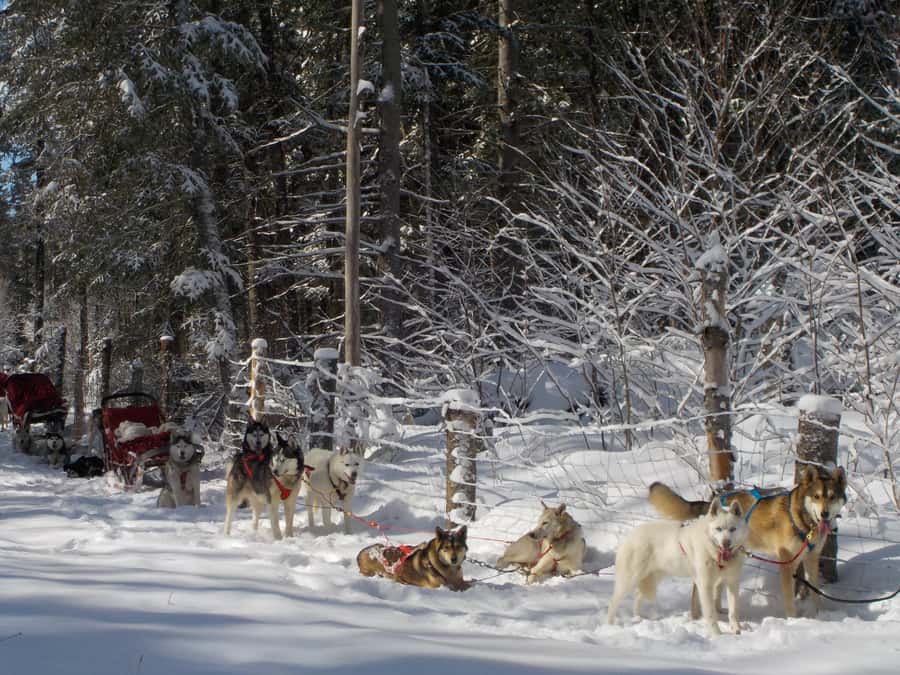 Dogsledding Valley Adventure near Mont-Tremblant - Starting Point at the Kennel in Quebec