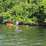 Dolphin and Manatee Adventure Tour of Merritt Island - Wildlife Sightings: What to Expect