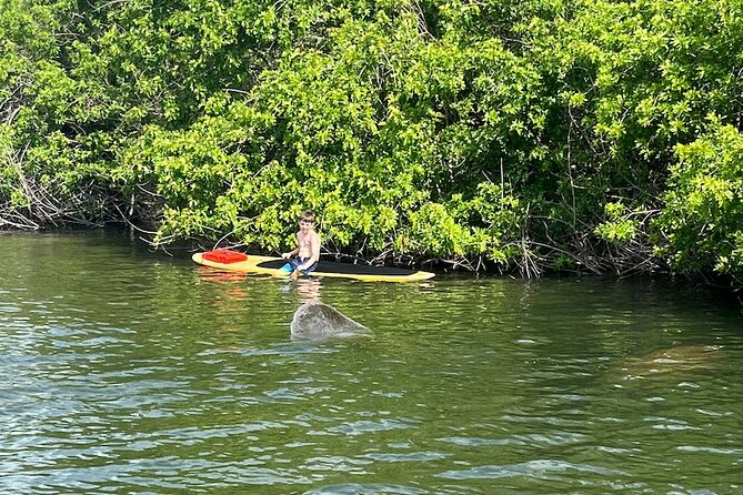 Dolphin and Manatee Adventure Tour of Merritt Island - Wildlife Sightings: What to Expect