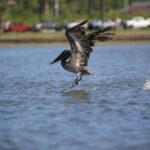 Dolphin and Manatee Kayak Tour - Starting Point at Maynerd-May Park in Florida