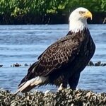 Dolphin and Manatee Kayak Tour of Daytona Beach - What the Halifax River Offers for Wildlife Enthusiasts
