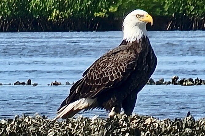 Dolphin and Manatee Kayak Tour of Daytona Beach - What the Halifax River Offers for Wildlife Enthusiasts