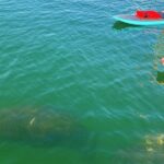 Dolphin and Manatee Tour of Marco Island by Kayak or SUP - Wildlife Watching from Paddleboards and Kayaks