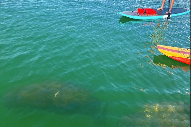 Dolphin and Manatee Tour of Marco Island by Kayak or SUP - Wildlife Watching from Paddleboards and Kayaks