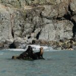 Dolphin and Sea Lion Tour of Catalina Island - Encountering Catalina’s Marine Life: Dolphins and Sea Lions Up Close