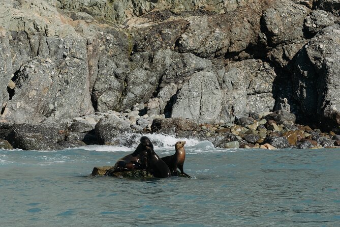Dolphin and Sea Lion Tour of Catalina Island - Encountering Catalina’s Marine Life: Dolphins and Sea Lions Up Close