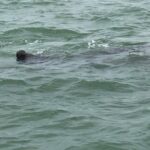 Dolphin Shelling Snorkeling Cruise in Tampa - What’s Included in the Tour