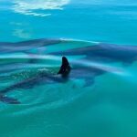 Dolphin & Snorkel - The Scenic Route: Exploring Key West’s Marine Hotspots