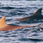 Dolphin Snorkel Tour - The Itinerary: Snorkeling and Dolphin Watching at St. Andrews State Park