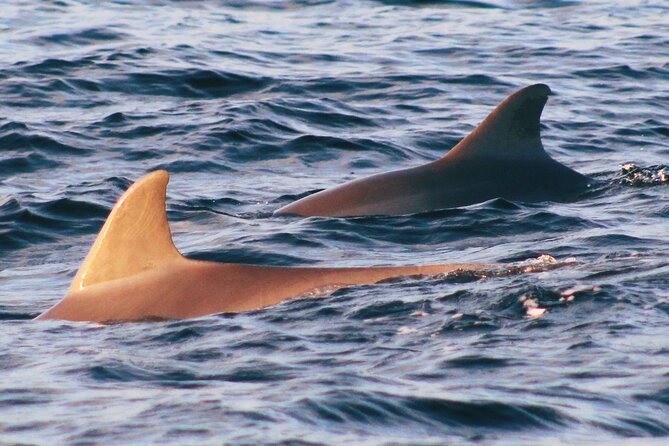 Dolphin Snorkel Tour - The Itinerary: Snorkeling and Dolphin Watching at St. Andrews State Park