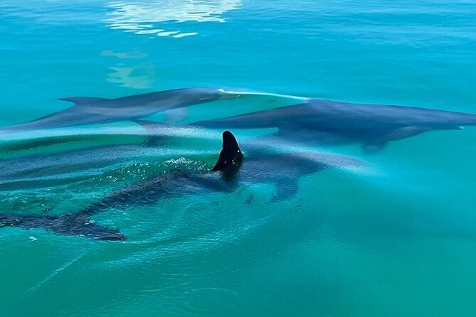 Dolphin & Snorkel - The Scenic Route: Exploring Key West’s Marine Hotspots