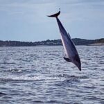 Dolphin Sunset Adventure with Speedboat - Sunset Views and Dolphin Behavior in Rovinj Waters