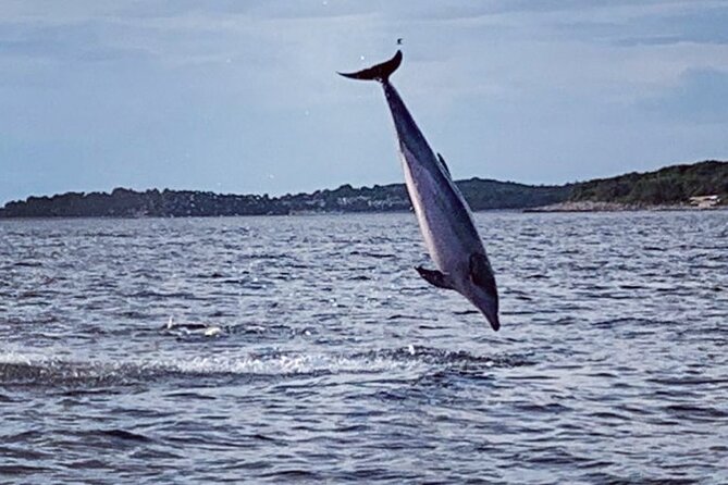 Dolphin Sunset Adventure with Speedboat - Sunset Views and Dolphin Behavior in Rovinj Waters
