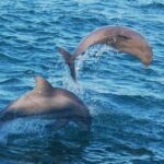 Dolphin & Sunset Cruises - The Glass-Bottom Viewing Area and Onboard Comforts