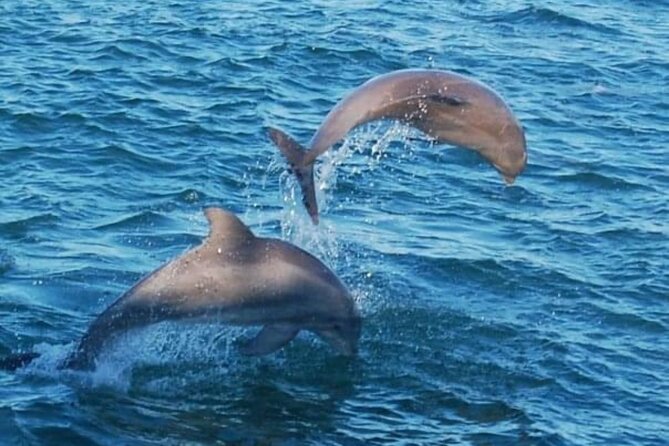 Dolphin & Sunset Cruises - The Glass-Bottom Viewing Area and Onboard Comforts