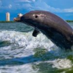 Dolphin Tours - Fort Myers Beach / Naples - Exploring Estero Bay and the Gulf of Mexico