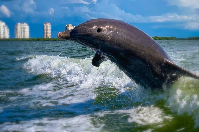 Dolphin Tours - Fort Myers Beach / Naples - Exploring Estero Bay and the Gulf of Mexico