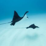 Dolphin Watch Snorkel and BBQ in Kona, Big Island - The Boat KIBOU: Comfortable and Spacious for Relaxation