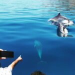 Dolphin Watching and Boat Tour in Sesimbra - Navigating the Arrábida Marine Park and Secluded Coastal Areas