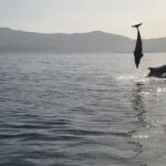 Dolphin watching and snorkeling in Figarolo - The Unique Experience of Dolphin Watching near Capo Figari