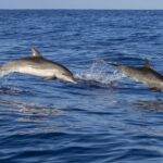 Dolphin watching and wildlife from Faro - Starting Point and Group Size for a Comfortable Experience