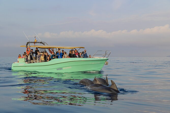 Dolphin watching by boat - Starting at Alcudia: The Meeting Point and Early Morning Departure
