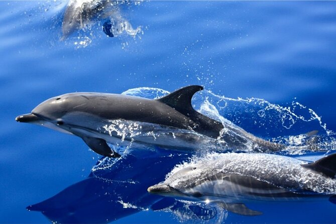 Dolphin Watching Mini Cruise and Snorkeling from Lanzarote - The Biosfera Jet Fast Boat: Speed and Comfort