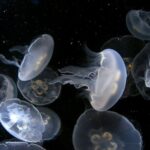 Dolphin Watching & Snorkeling in Key West with Sunset Dinner Cruise and Open Bar - The Route for Dolphin Watching and Snorkeling